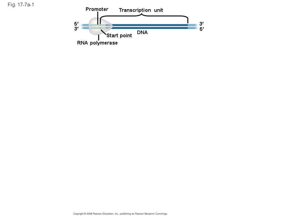 Fig. 17-7a-1 Promoter Transcription unit DNA Start point RNA polymerase 5 5 3 3